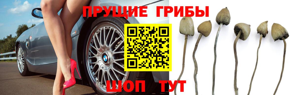 Псилоцибиновые грибы Cubensis Серов